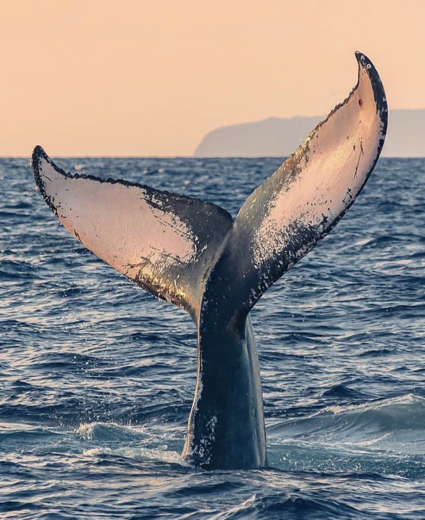 Beautiful Humpback Flukes
